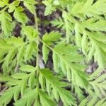 Dicentra formosa List