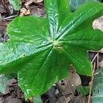 Podophyllum peltatum Lapas