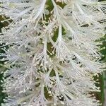 Melaleuca armillaris Λουλούδι