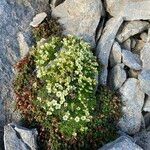 Saxifraga muscoides Habitus