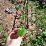 Ranunculus cassubicus Frunză