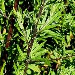 Artemisia verlotiorum Bark