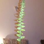 Asplenium platyneuron 葉