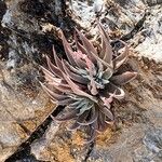 Dudleya lanceolata Yaprak