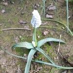 Muscari botryoidesBlomma