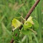 Acalypha crenata Kita