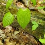 Dioscorea villosa Liść