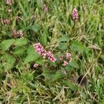 Polygonum persicaria Levél