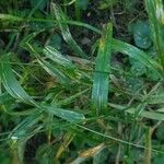 Lolium giganteum Leaf