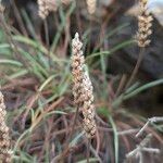 Plantago subulata Ffrwyth