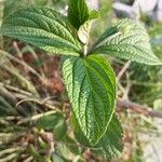 Lantana trifolia Leaf