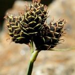 Carex parviflora Fruit