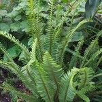 Nephrolepis cordifolia Hábitos