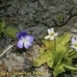 Pinguicula crystallina Natur