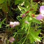 Rhexia virginica Natur