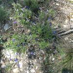 Lithodora fruticosa Habit