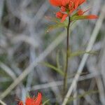 Castilleja coccinea Habit