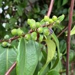 Lonicera acuminataFrukt