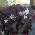 Oxalis triangularis Blatt