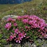 Saponaria pumila Flower