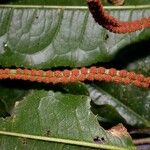 Microgramma reptans Máis