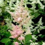 Astilbe japonicaBlüte