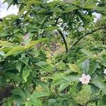 Crataegus germanica Habit