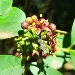 Pilocarpus pennatifolius Flower