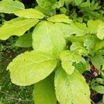 Calycanthus floridusFolha