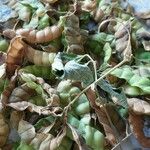 Cajanus cajan Fruit