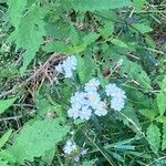 Achillea alpina Кветка