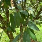 Campomanesia phaea Leaf