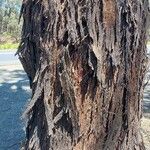 Eucalyptus sideroxylon Kéreg