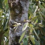 Cordia alliodora Bark