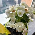 Begonia tuberhybrida Flower