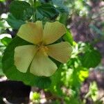 Pavonia burchellii Цвят