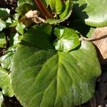 Bergenia crassifolia Leaf