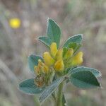 Medicago minima Blomst