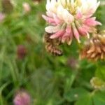 Trifolium hybridumফুল