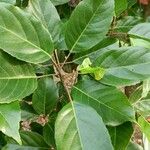 Elaeocarpus serratus Leaf