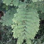 Caesalpinia pulcherrimaЛист