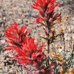 Castilleja applegatei Flower