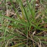 Axonopus fissifolius Habit