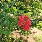 Rhodopentas parvifolia Flor