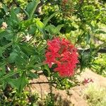 Rhodopentas parvifolia Blüte