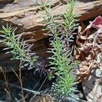 Galium lucidum Leaf