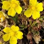 Potentilla pusilla Fiore