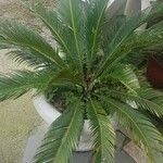 Cycas revoluta Φύλλο