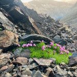 Silene acaulis Leaf