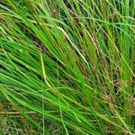 Scirpus cyperinus 叶